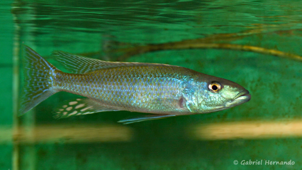 Champsochromis caeruleus (Abysse, janvier 2009)