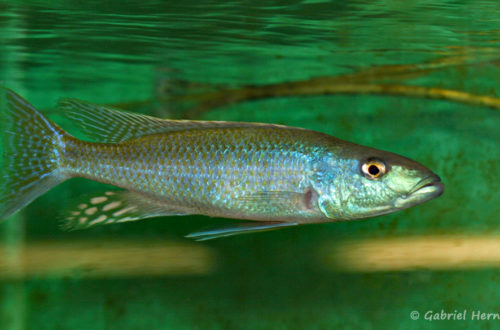 Champsochromis caeruleus (Abysse, janvier 2009)