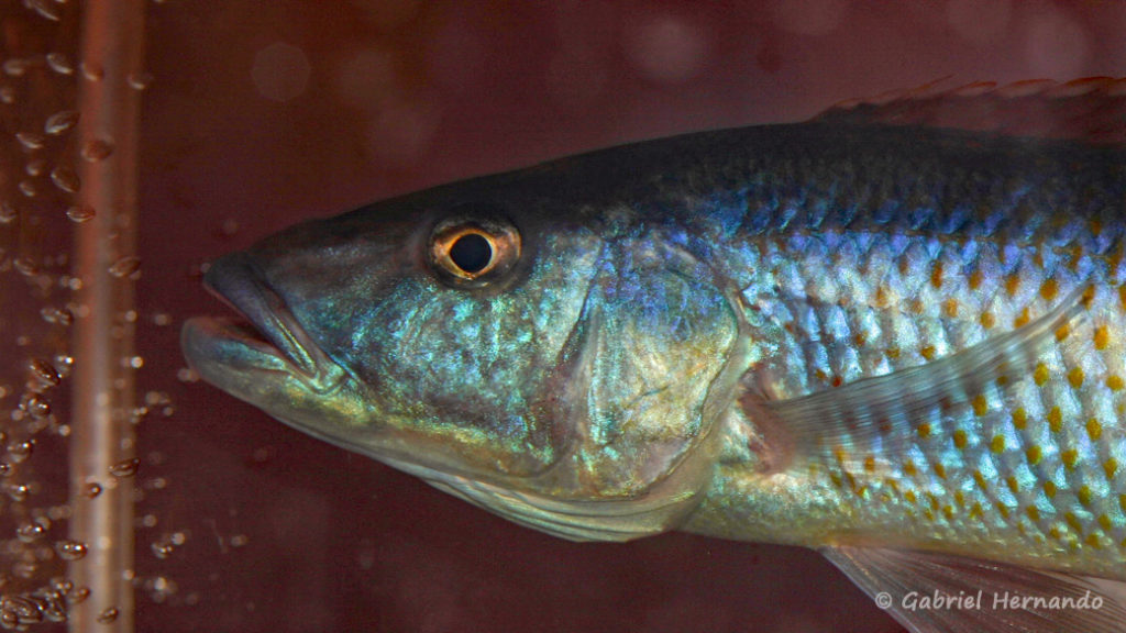 Champsochromis caeruleus (Nancy, congrès AFC 2009)