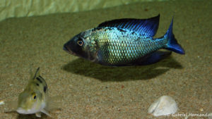 Fossorochromis rostratus, mâle