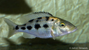 Fossorochromis rostratus, femelle