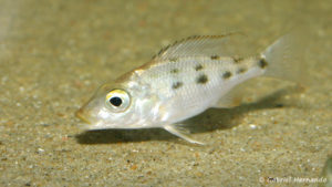 Fossorochromis rostratus, juvénile