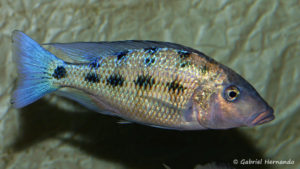Fossorochromis rostratus, mâle
