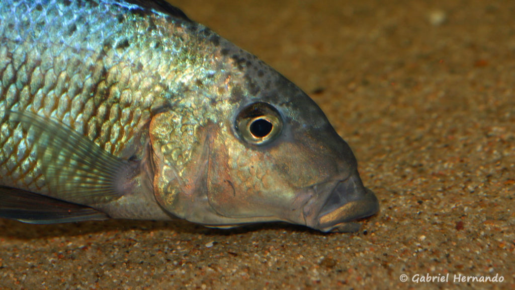 Fossorochromis rostratus, mâle