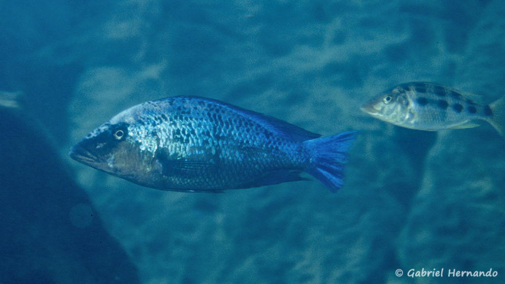 Fossorochromis rostratus, in situ à Masinje