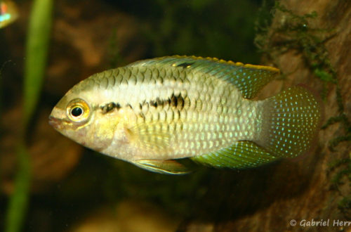 Laetacara dorsigera (Club aquariophile de Rouen, avril 2005)