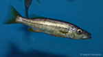 Ramphochromis sp. "Chilingali" (Aqua Treff, mars 2009)