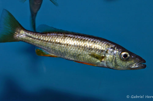 Ramphochromis sp. "Chilingali" (Aqua Treff, mars 2009)