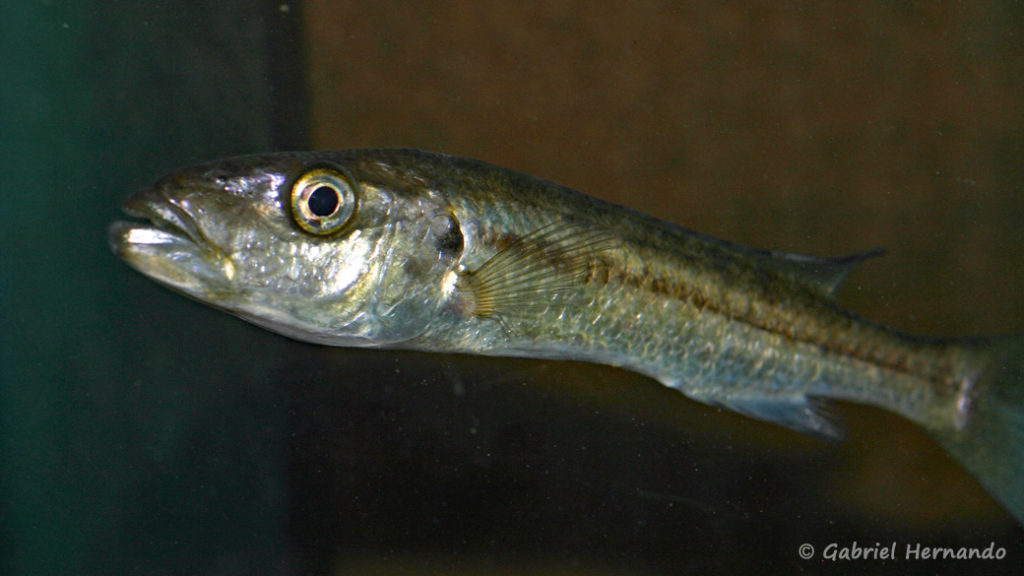 Ramphochromis sp. "Chilingali" (Aqua Treff, mars 2009)