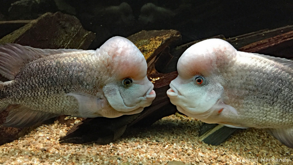 Vieja breidohri (Club aquariophile de Vernon, mai 2018)