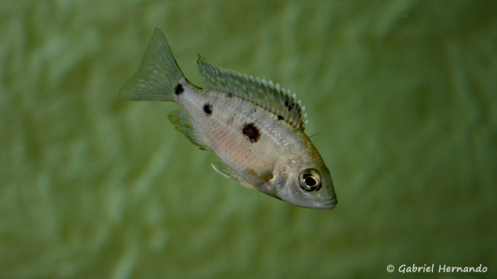 Copadichromis parvus, jeune mâle (Club aquariophile de Vernon, octobre 2007)