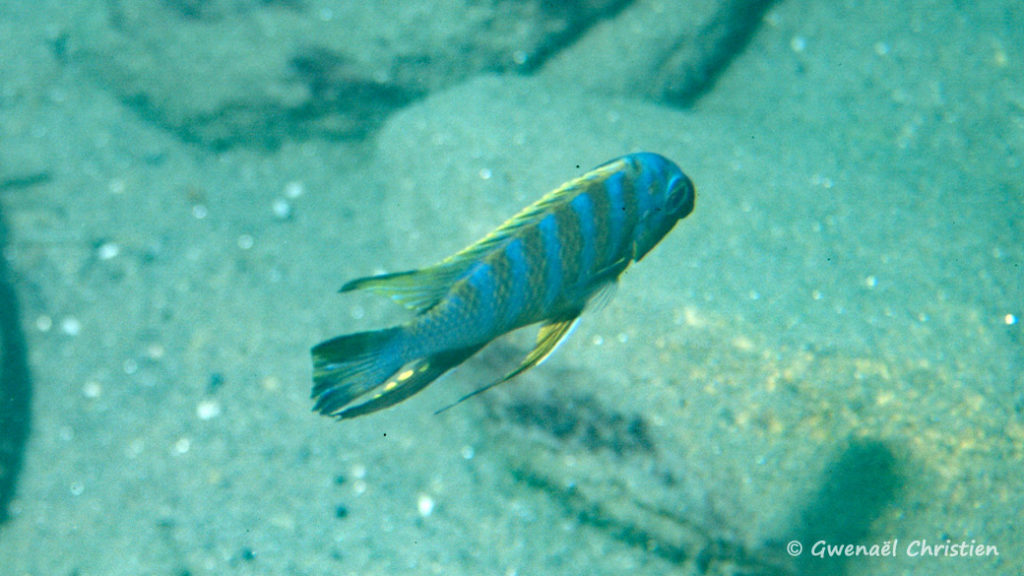 Maylandia sp. "zebra long pelvic", in situ à Chewere