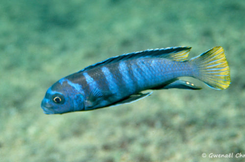 Maylandia flavicauda, in situ à Zimbawe Rock