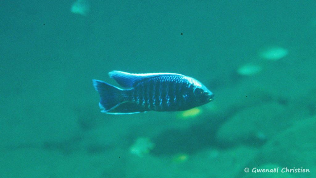 Copadichromis parvus, in situ à Chiloelo