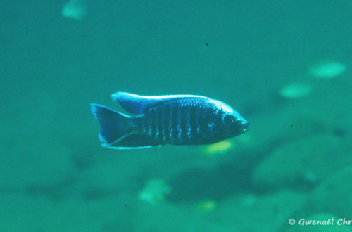 Copadichromis parvus, in situ à Chiloelo