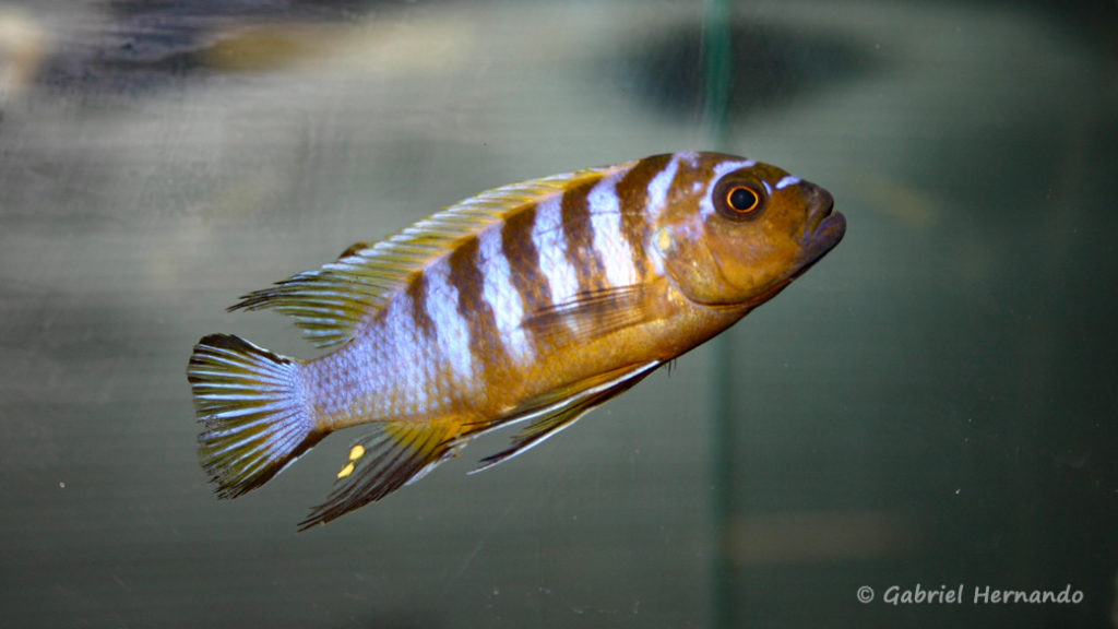 Maylandia sp. "zebra long pelvic", Variété de Chesese (Abysse, septembre 2006)