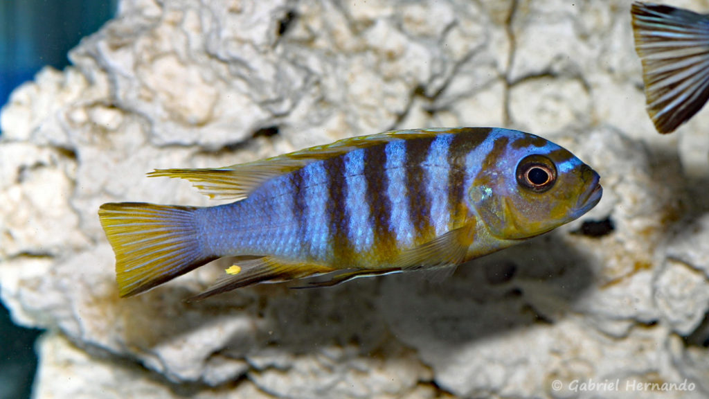 Maylandia sp. "zebra long pelvic", Variété de Chesese (Abysse, mars 2008)