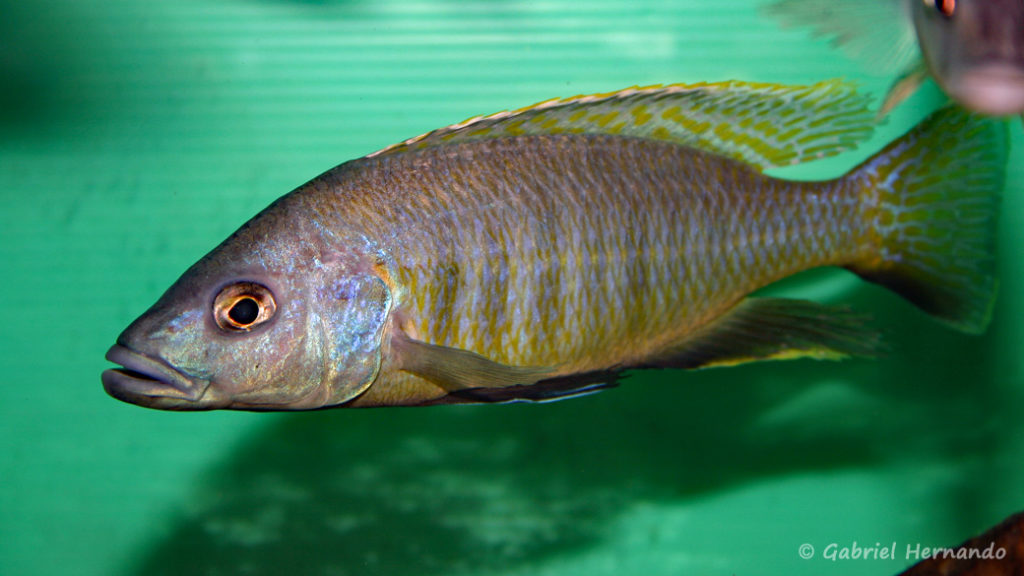 Sciaenochromis gracilis (Abysse, février 2005)