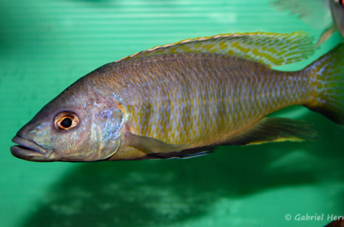 Sciaenochromis gracilis (Abysse, février 2005)