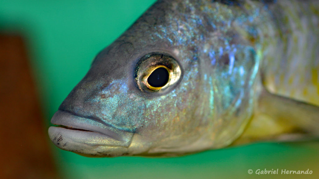 Sciaenochromis gracilis (Abysse, février 2005)