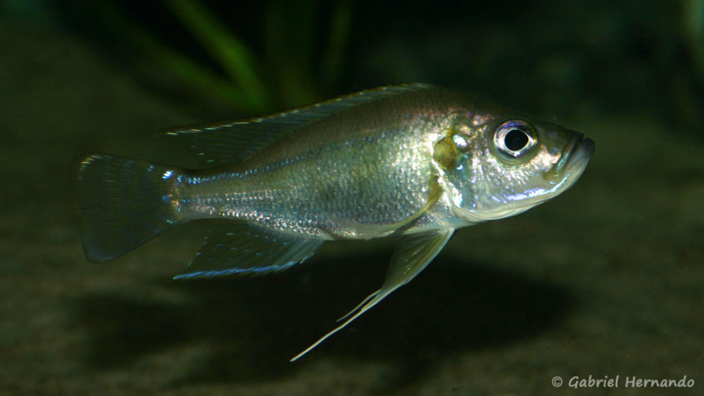 Greenwoodochromis bellcrossi (Abysse, mars 2010)