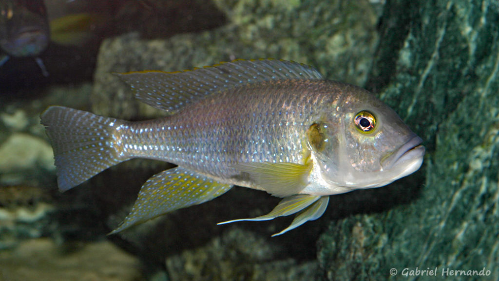 Limnochromis staneri (Abysse, mars 2010)