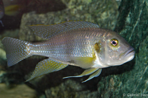 Limnochromis staneri (Abysse, mars 2010)