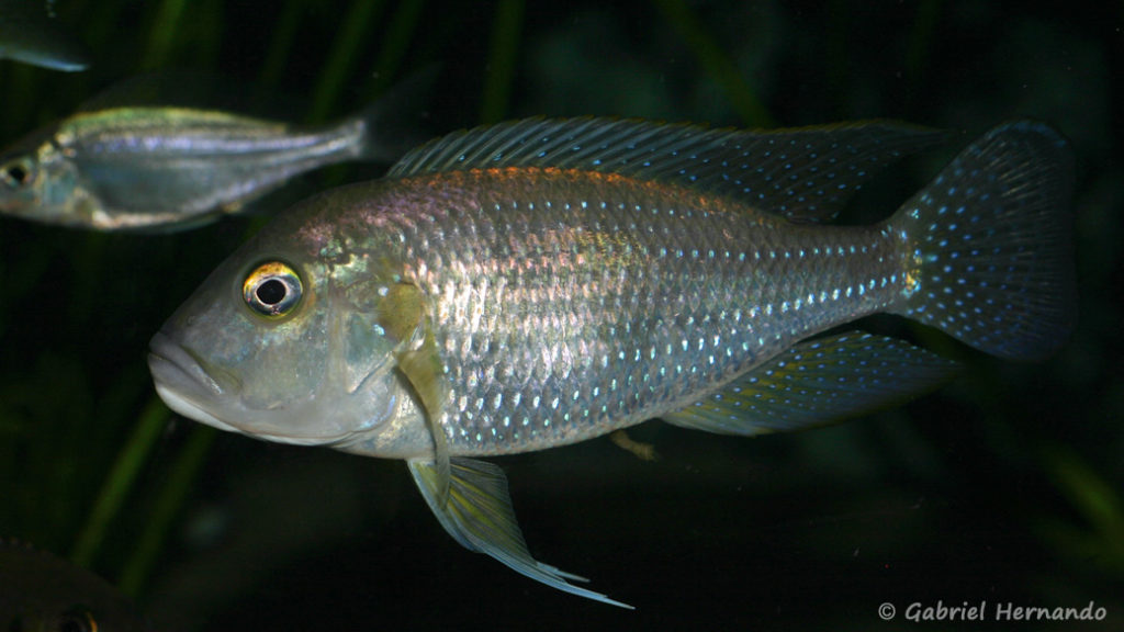 Limnochromis staneri (Abysse, mars 2010)