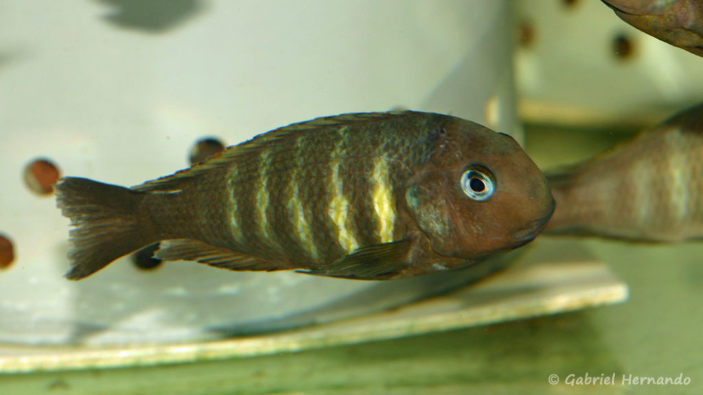 Tropheus brichardi, variété de Ulwile (Abysse, mars 2010)