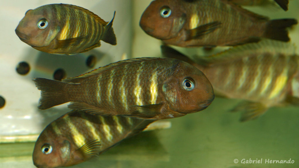 Tropheus brichardi, variété de Ulwile (Abysse, mars 2010)