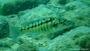 Lichnochromis acuticeps, in situ à Mara Rock