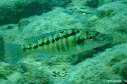 Lichnochromis acuticeps, in situ à Mara Rock