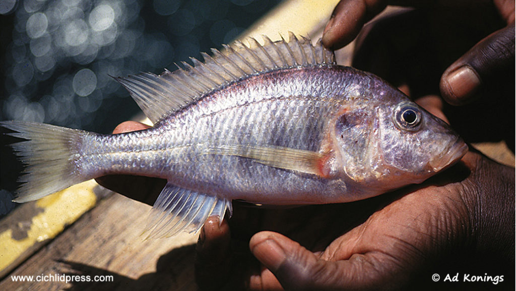 Alticorpus mentale Narungu - Photo prise à Narungu - Ad Konings - Cichlid press