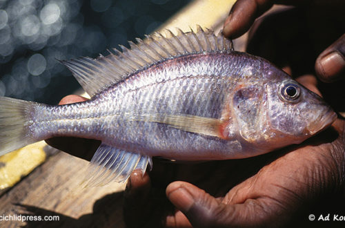 Alticorpus mentale Narungu - Photo prise à Narungu - Ad Konings - Cichlid press