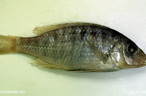 Holotype de Aulonocara auditor﻿