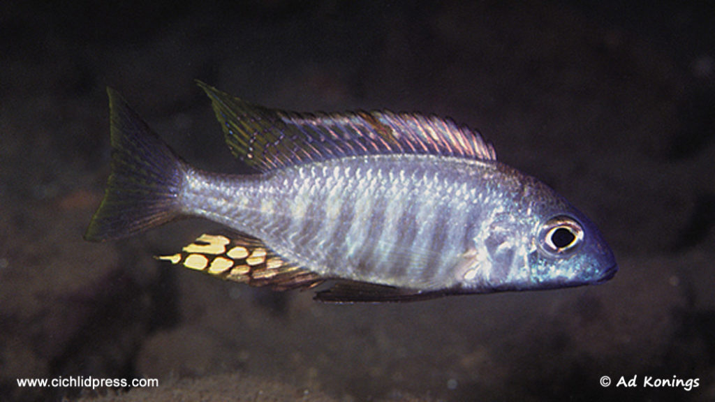 Aulonocara brevinidus, variété de Nkhomo Reef, photographiée in-situ par Ad Konings