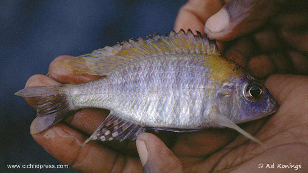 Aulonocara nyassae, fraichement capturé à Mazinzi Reef (photo Ad Konings)