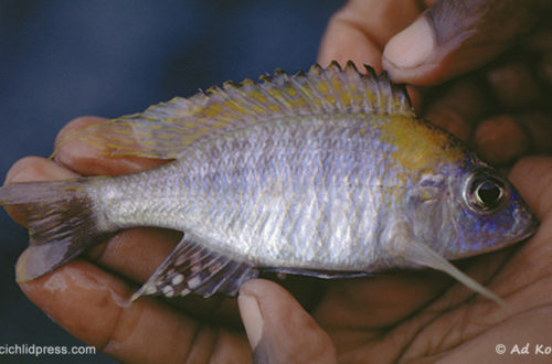 Aulonocara nyassae, fraichement capturé à Mazinzi Reef (photo Ad Konings)