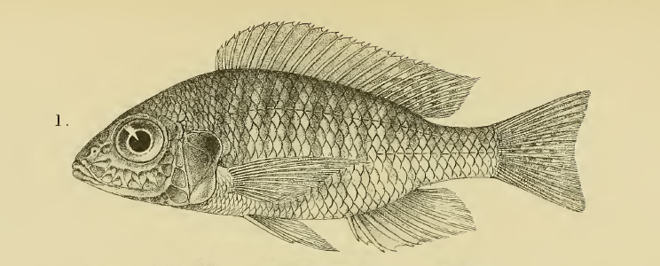 Aulonocara nyassae, holotype (BMNH 1921.9.6:220). tiré de Regan, 1922 (planche V, fig. 1)