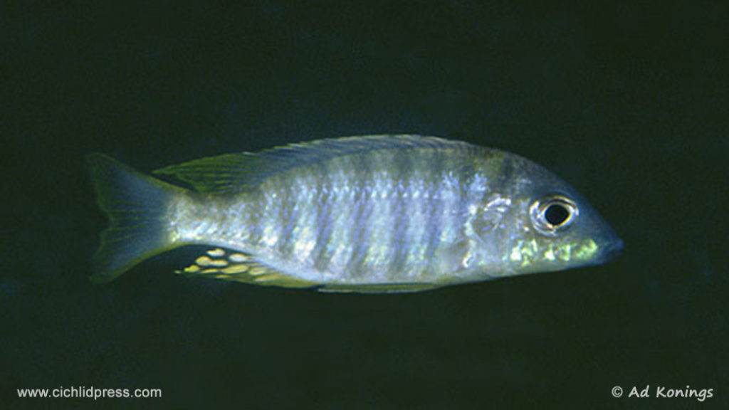 Aulonocara sp. "pyramid", in situ à Luwala Reef (Ad Konings)