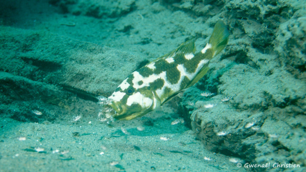 Nimbochromis livingstonii, femelle in site, reprenant ses jeunes en bouche pour les protéger