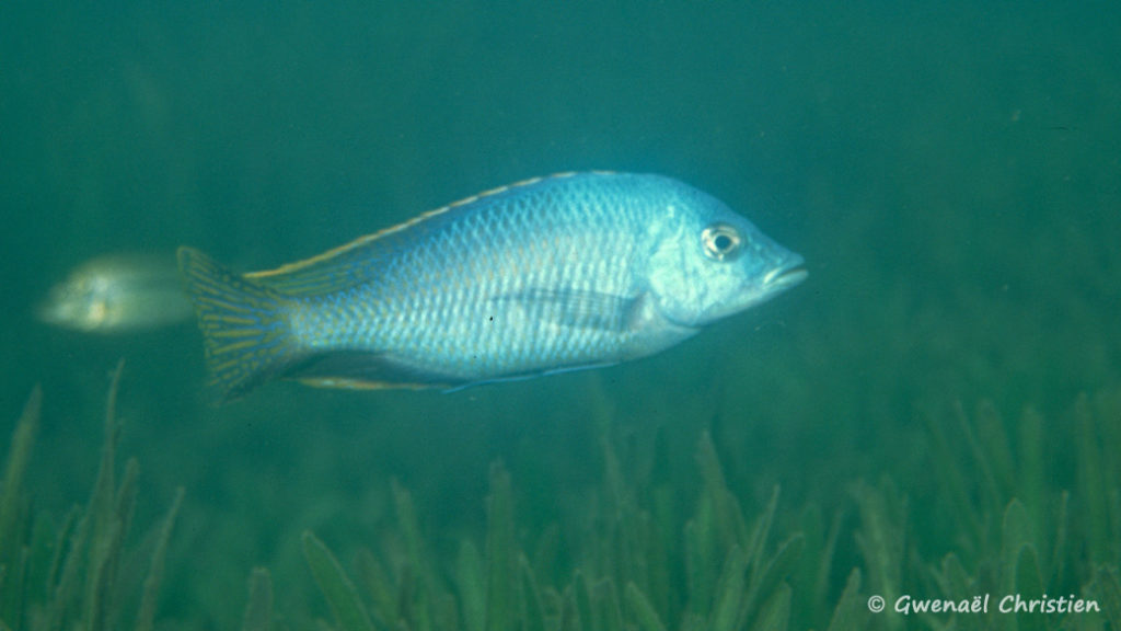 Hemitilapia oxyrhyncha, in situ à Namalenje Island