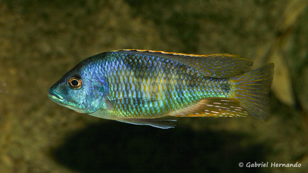 Hemitilapia oxyrhyncha, mâle