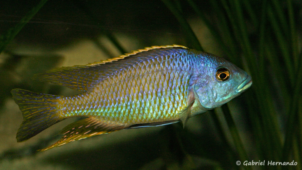 Hemitilapia oxyrhyncha, mâle