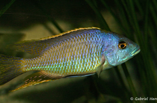 Hemitilapia oxyrhyncha, mâle