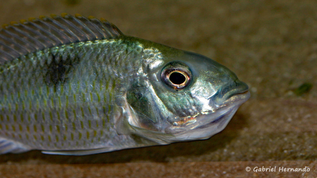 Hemitilapia oxyrhyncha, femelle en incubation