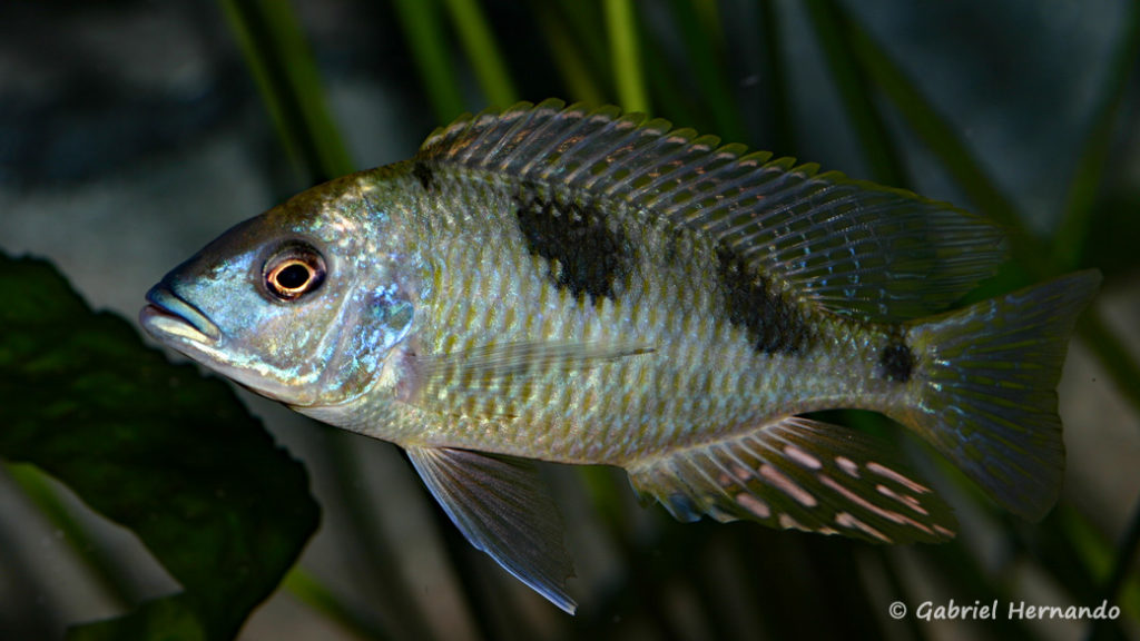 Hemitilapia oxyrhyncha, jeune mâle