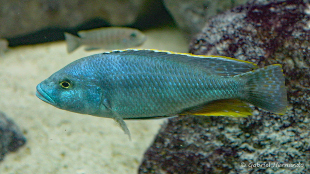 Nimbochromis livingstonii (Club aquariophile de Vernon, juillet 2007)