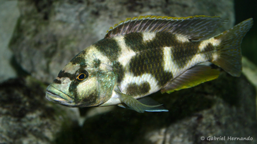 Nimbochromis livingstonii (Club aquariophile de Vernon, juin 2004)