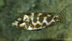 Nimbochromis livingstonii (Club aquariophile de Vernon, janvier 2008)